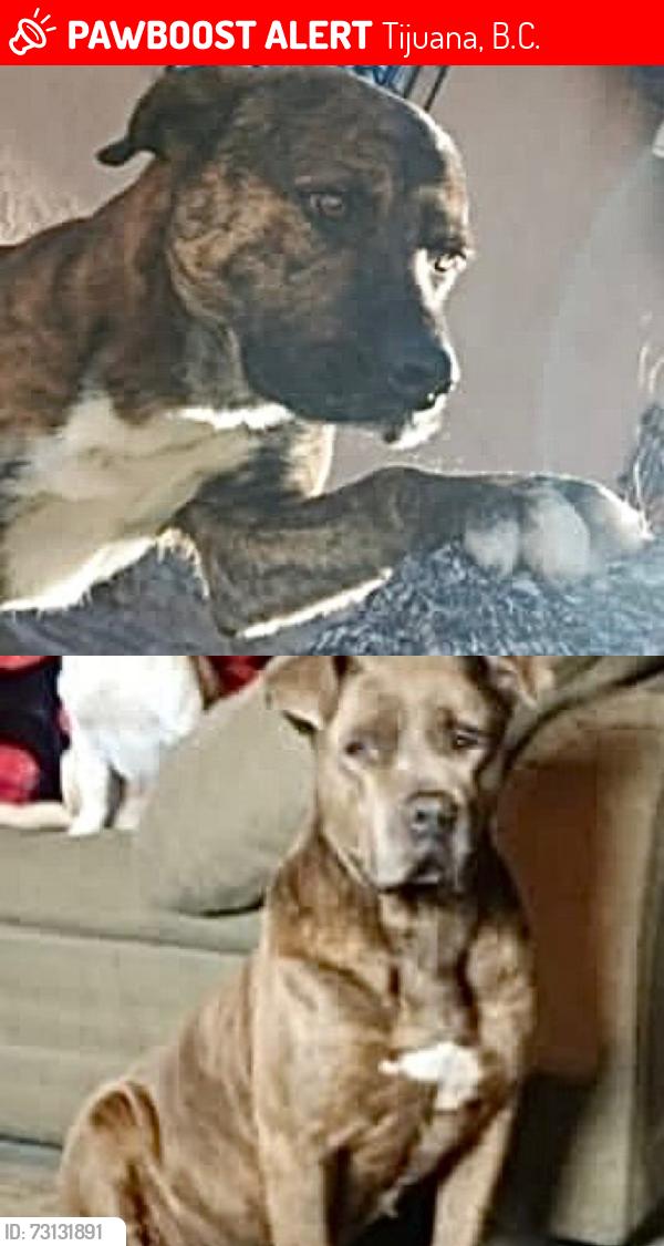 Lost Male Dog last seen Calle María quírarte y boulevard 2000, Tijuana baja california., Tijuana, B.C. 22204
