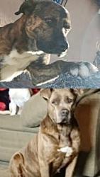 Lost Male Dog last seen Calle María quírarte y boulevard 2000, Tijuana baja california., Tijuana, B.C. 22204