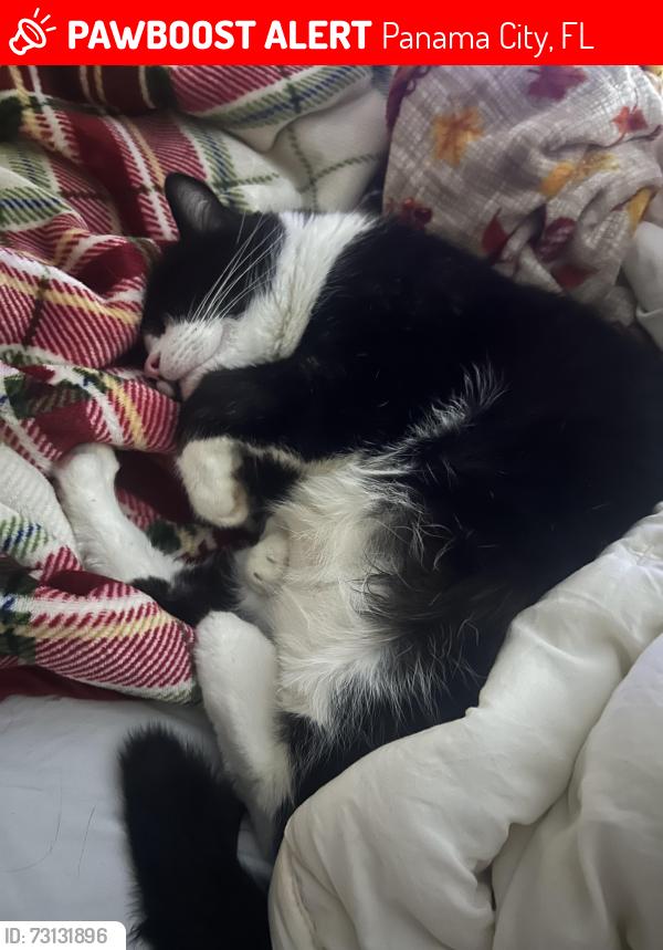 Lost Male Cat last seen Avon road off of game farm, Panama City, FL 32405