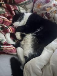 Lost Male Cat last seen Avon road off of game farm, Panama City, FL 32405