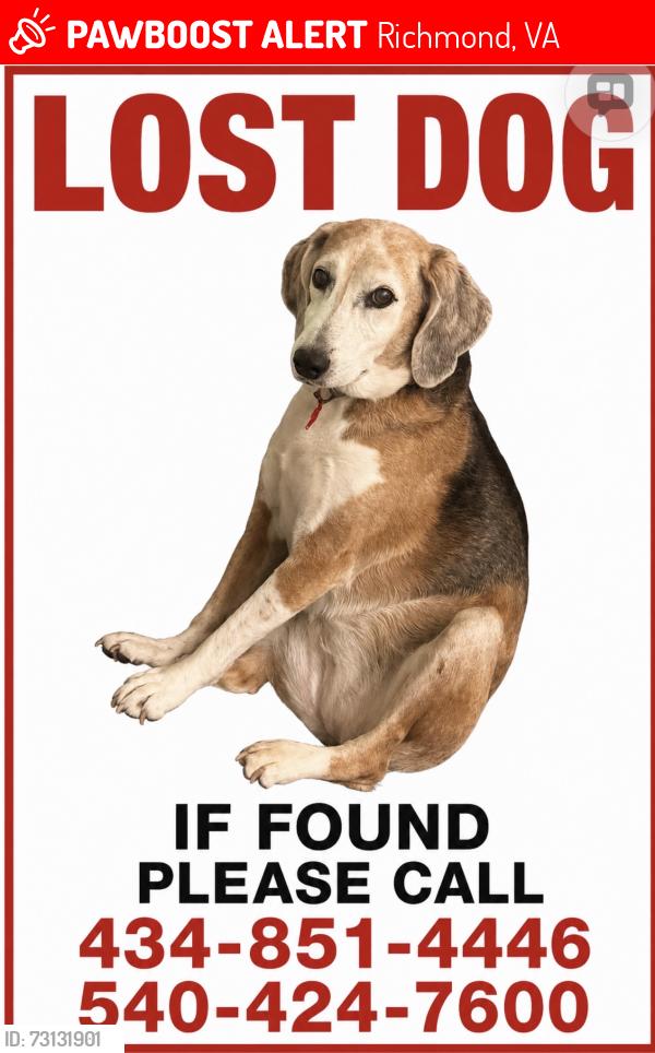 Lost Female Dog last seen Greenwood Cemetery , Richmond, VA 23238