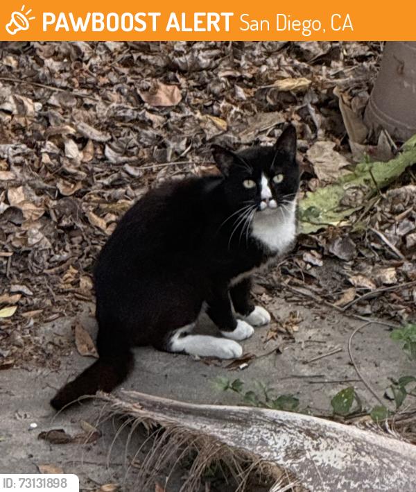 Found/Stray Unknown Cat last seen 19th st and 20th st, San Diego, CA 92102
