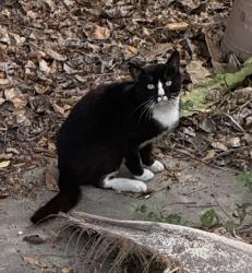 Found/Stray Unknown Cat last seen 19th st and 20th st, San Diego, CA 92102