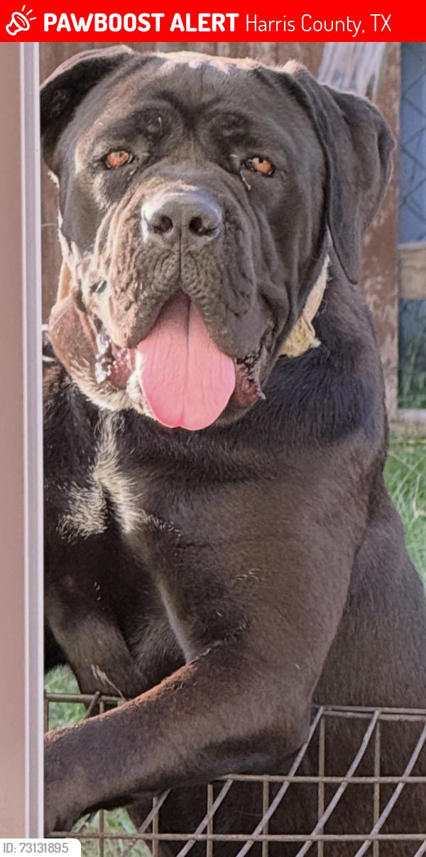 Lost Male Dog last seen Treashwig Rd. Aldine Westfield, Harris County, TX 77338