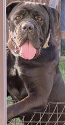 Lost Male Dog last seen Treashwig Rd. Aldine Westfield, Harris County, TX 77338