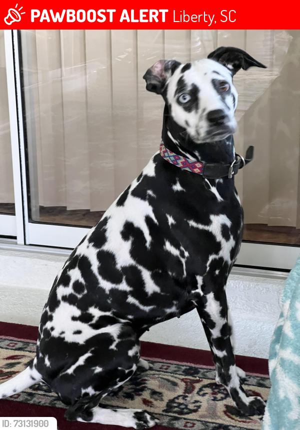Lost Female Dog last seen Smith Grove Baptist Church, Liberty SC, Liberty, SC 29657
