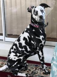 Lost Female Dog last seen Smith Grove Baptist Church, Liberty SC, Liberty, SC 29657