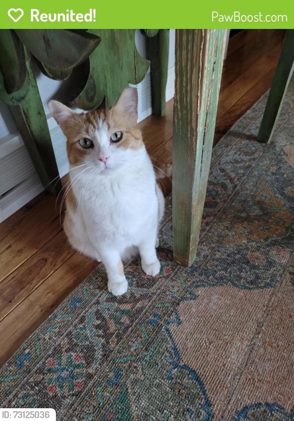 Reunited Male Cat last seen Avondale Drive and Winding Circle, Colorado Springs, CO 80915