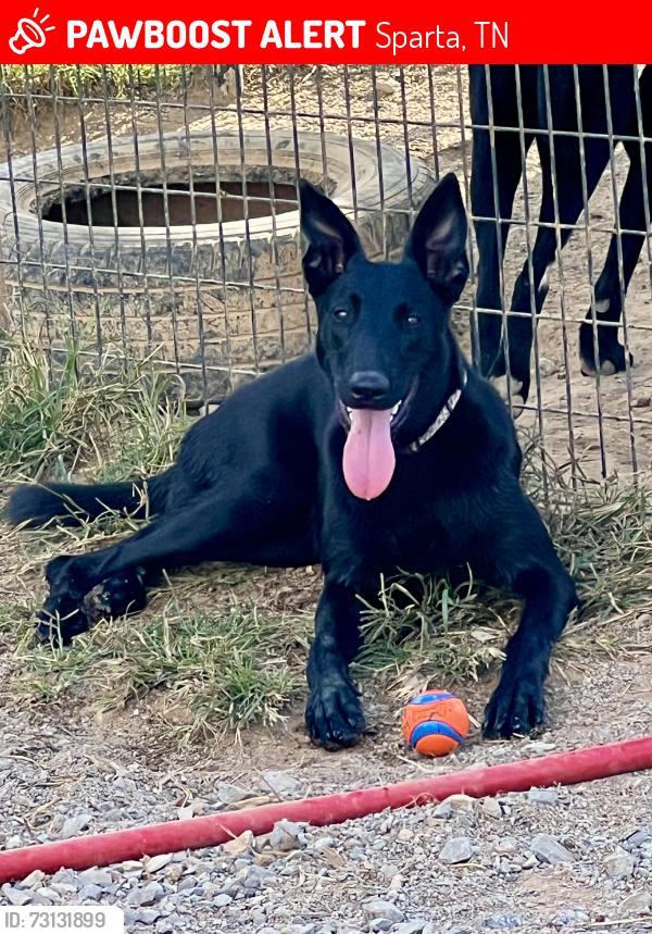Lost Female Dog last seen Burgess Falls Rd, Sparta, TN 38583
