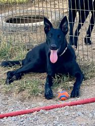 Lost Female Dog last seen Burgess Falls Rd, Sparta, TN 38583