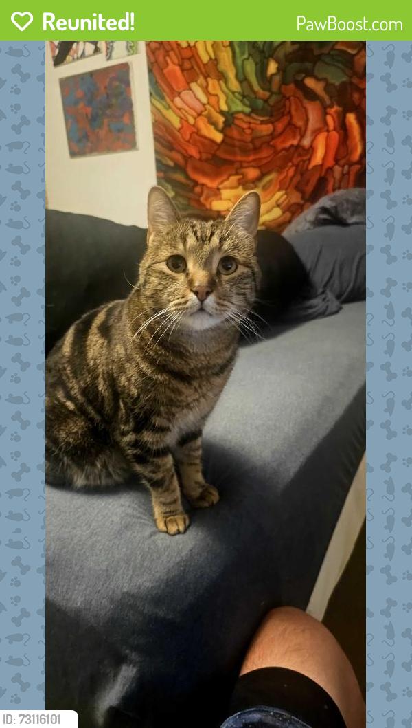 Reunited Male Cat last seen Inbetween Wadsworth and Sheridan, south of 285, Denver, CO 80235