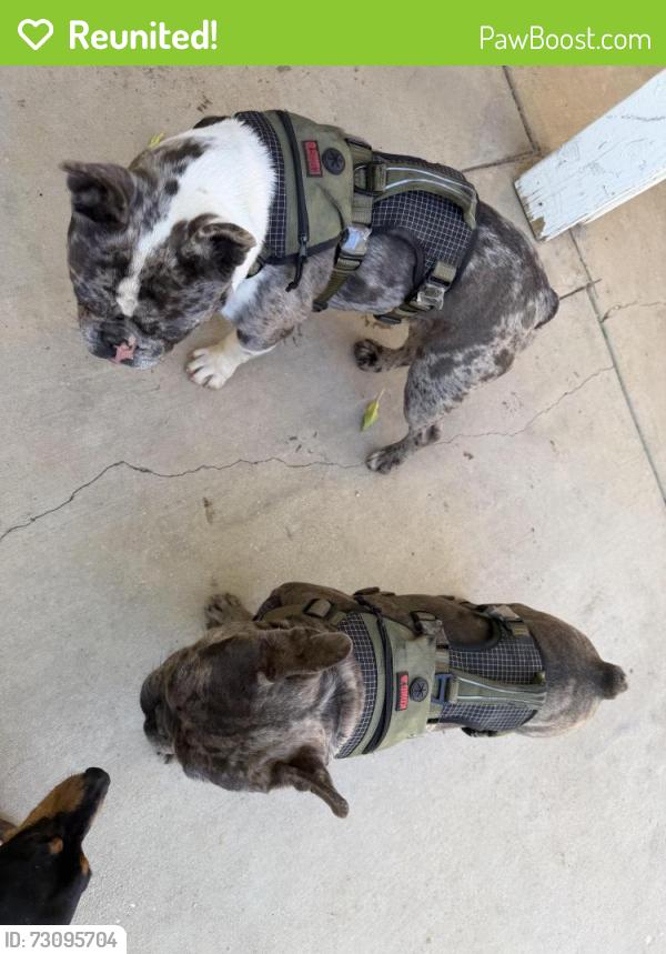 Reunited Male Dog last seen Near cimmarron, Los Angeles County, CA 93552