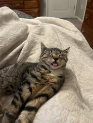 Lost Female Cat last seen Near Quiet Spring Dr. Westerville, OH 43081, Westerville, OH 43081