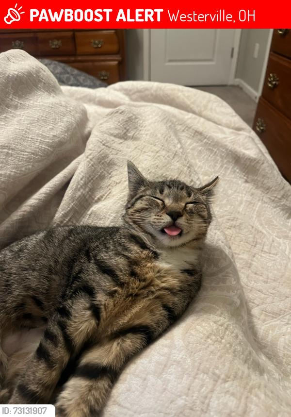 Lost Female Cat last seen Near Quiet Spring Dr. Westerville, OH 43081, Westerville, OH 43081