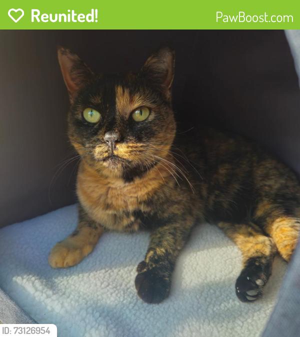 Reunited Female Cat last seen Mohina Woods, Columbus, GA 31907