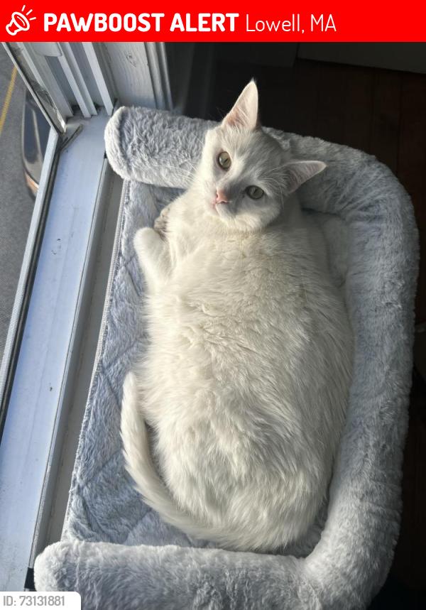 Lost Male Cat last seen London St Lowell, Ma, Lowell, MA 01852