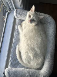 Lost Male Cat last seen London St Lowell, Ma, Lowell, MA 01852