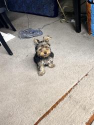 Reunited Unknown Dog last seen North reservoir street, Lancaster, PA 17602