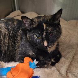 Shelter Stray Female Cat last seen , 1013 Garfield St, Oak Park, IL 60304, USA