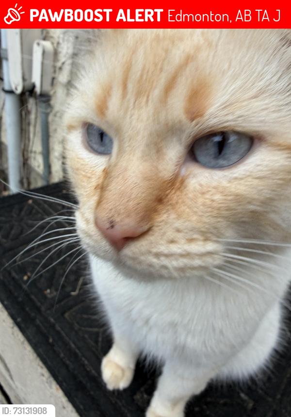 Lost Female Cat last seen Kernohan park, Edmonton, AB T5A 4J7