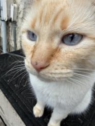 Lost Female Cat last seen Kernohan park, Edmonton, AB T5A 4J7