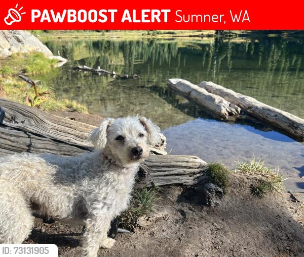 Lost Male Dog last seen Creator Lutheran Church, Sumner, WA 98391