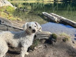 Lost Male Dog last seen Creator Lutheran Church, Sumner, WA 98391
