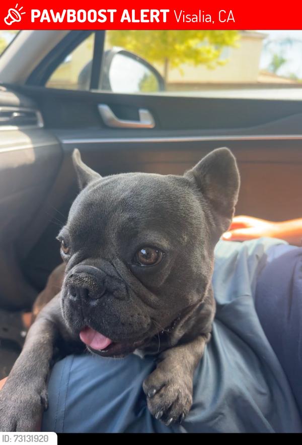 Lost Male Dog last seen Pérez, Roeben, Visalia, CA 93291
