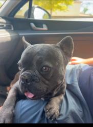 Lost Male Dog last seen Pérez, Roeben, Visalia, CA 93291
