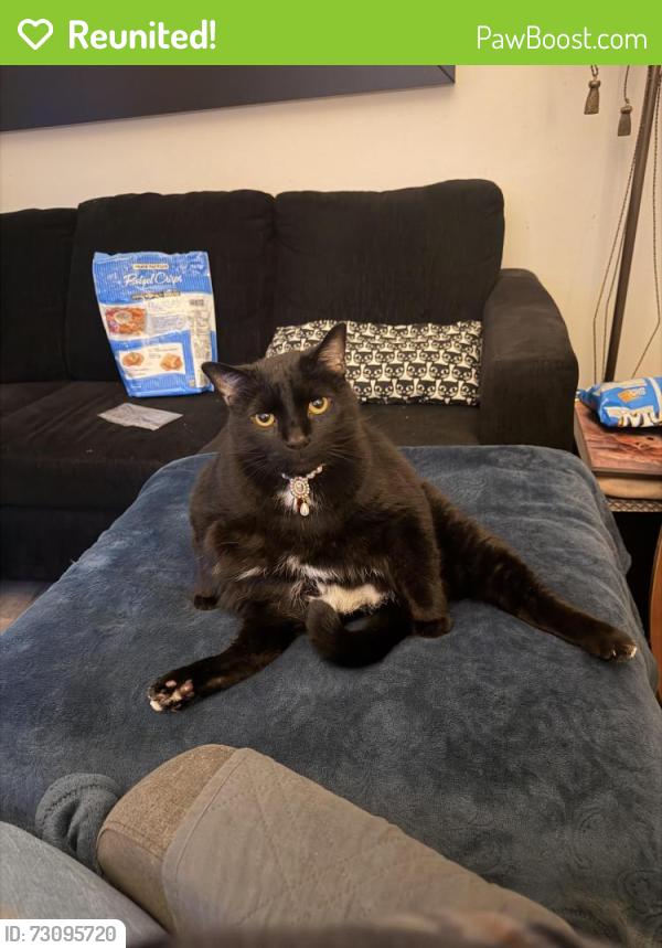 Reunited Male Cat last seen Lacordaire et Henri-bourassa, Montréal, QC H1G 4K2