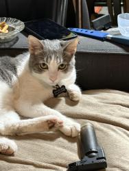 Lost Male Cat last seen Shupe drive & greenback lane, Citrus Heights, CA 95621