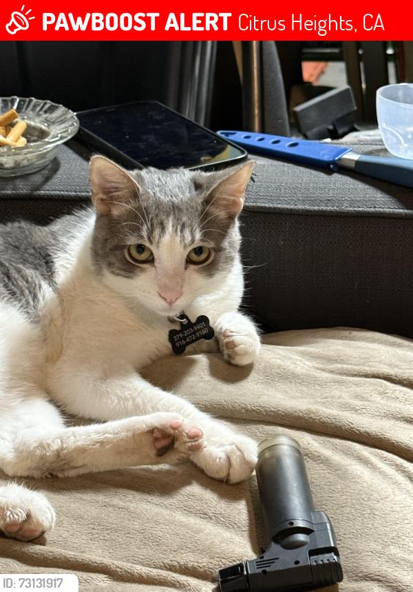 Lost Male Cat last seen Shupe drive & greenback lane, Citrus Heights, CA 95621
