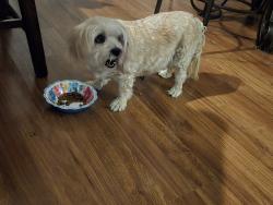 Reunited Male Dog last seen Avondale & 108th Dr., Avondale, AZ 85392