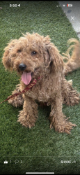 Lost Male Dog last seen Chatsworth and Cedros, Los Angeles, CA 91345
