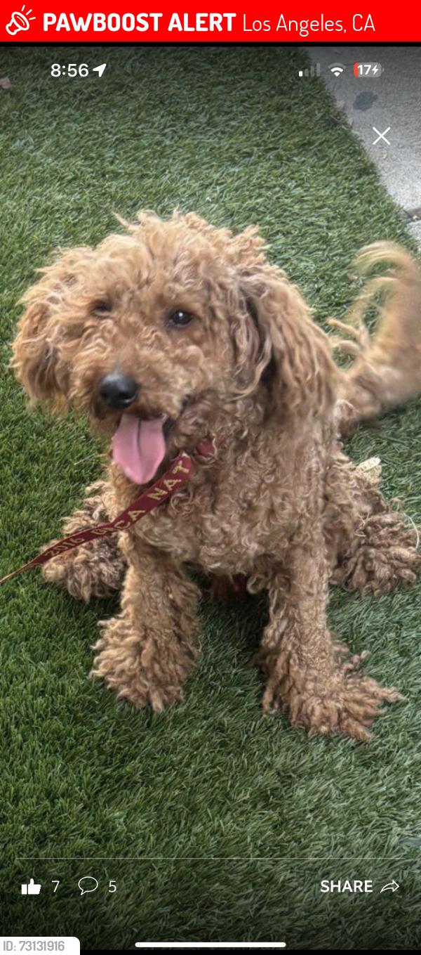 Lost Male Dog last seen Chatsworth and Cedros, Los Angeles, CA 91345