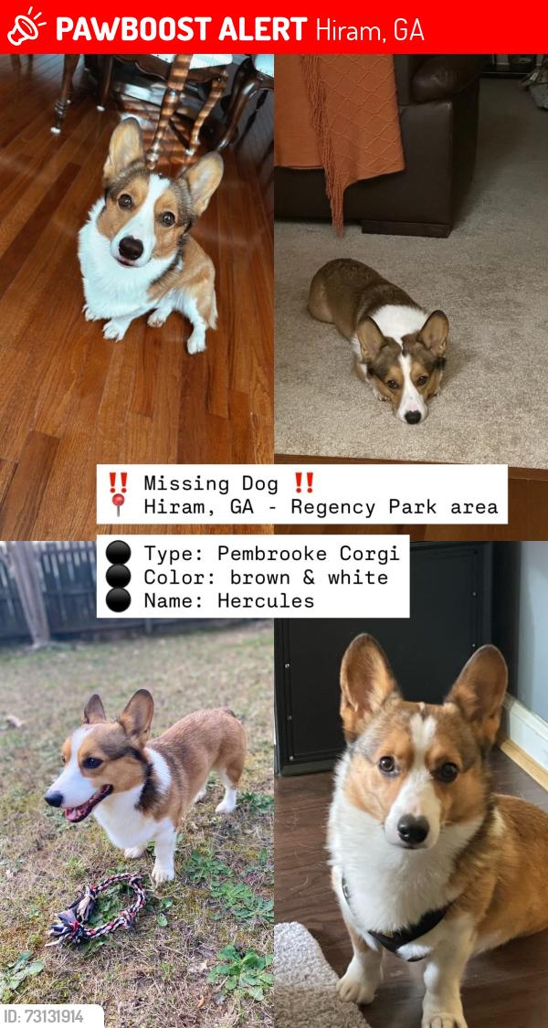Lost Male Dog last seen Bill carruth parkway, shell gas station near Hiram high school, Hiram, GA 30141