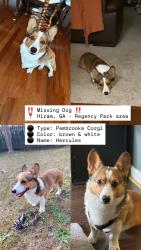 Lost Male Dog last seen Bill carruth parkway, shell gas station near Hiram high school, Hiram, GA 30141