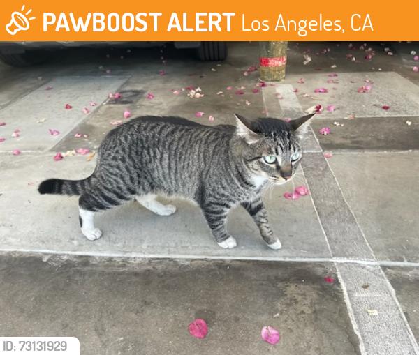 Found/Stray Unknown Cat last seen Hollywood Blvd, Los Angeles, CA 90046