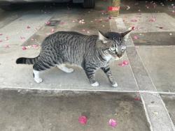 Found/Stray Unknown Cat last seen Hollywood Blvd, Los Angeles, CA 90046