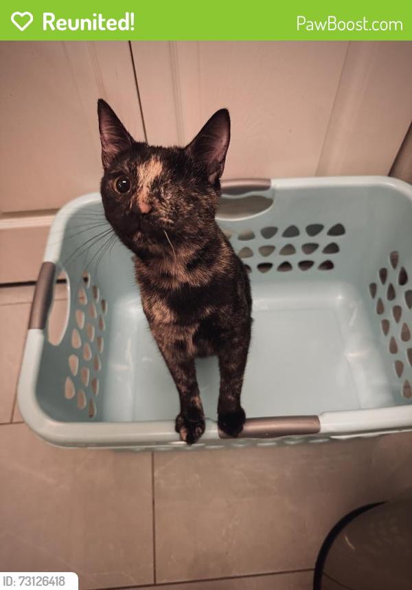 Reunited Female Cat last seen Original Pancake house, Fort Collins, CO 80525