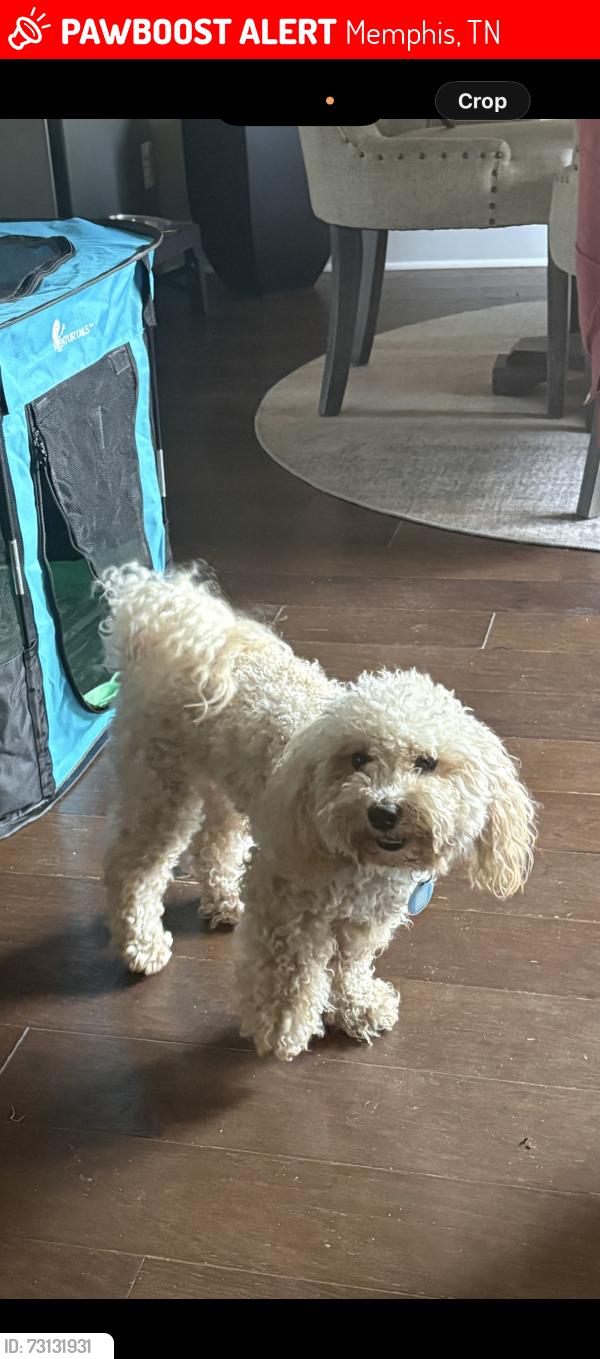 Lost Male Dog last seen Barren Brook, Memphis, TN 38125