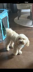 Lost Male Dog last seen Barren Brook, Memphis, TN 38125