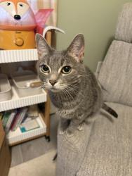 Found/Stray Unknown Cat last seen Gilbert & main, Mesa, AZ 85213