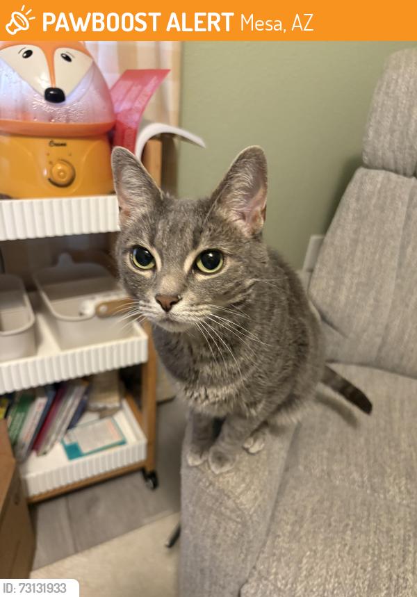Found/Stray Unknown Cat last seen Gilbert & main, Mesa, AZ 85213