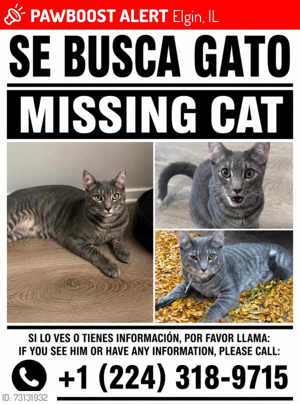 Lost Male Cat last seen Highbury Dr, Elgin, IL 60120