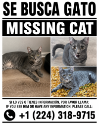 Lost Male Cat last seen Highbury Dr, Elgin, IL 60120