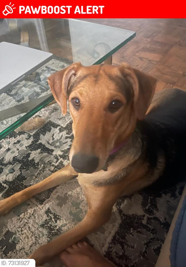 Lost Female Dog last seen 65th street east, Lancaster, ca, Los Angeles County, CA 93535