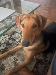 Lost Female Dog last seen 65th street east, Lancaster, ca, Los Angeles County, CA 93535