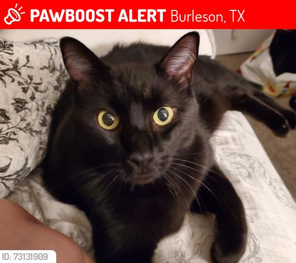 Lost Male Cat last seen Crestview Dr and Summercrest, Burleson, TX 76028
