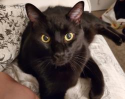 Lost Male Cat last seen Crestview Dr and Summercrest, Burleson, TX 76028